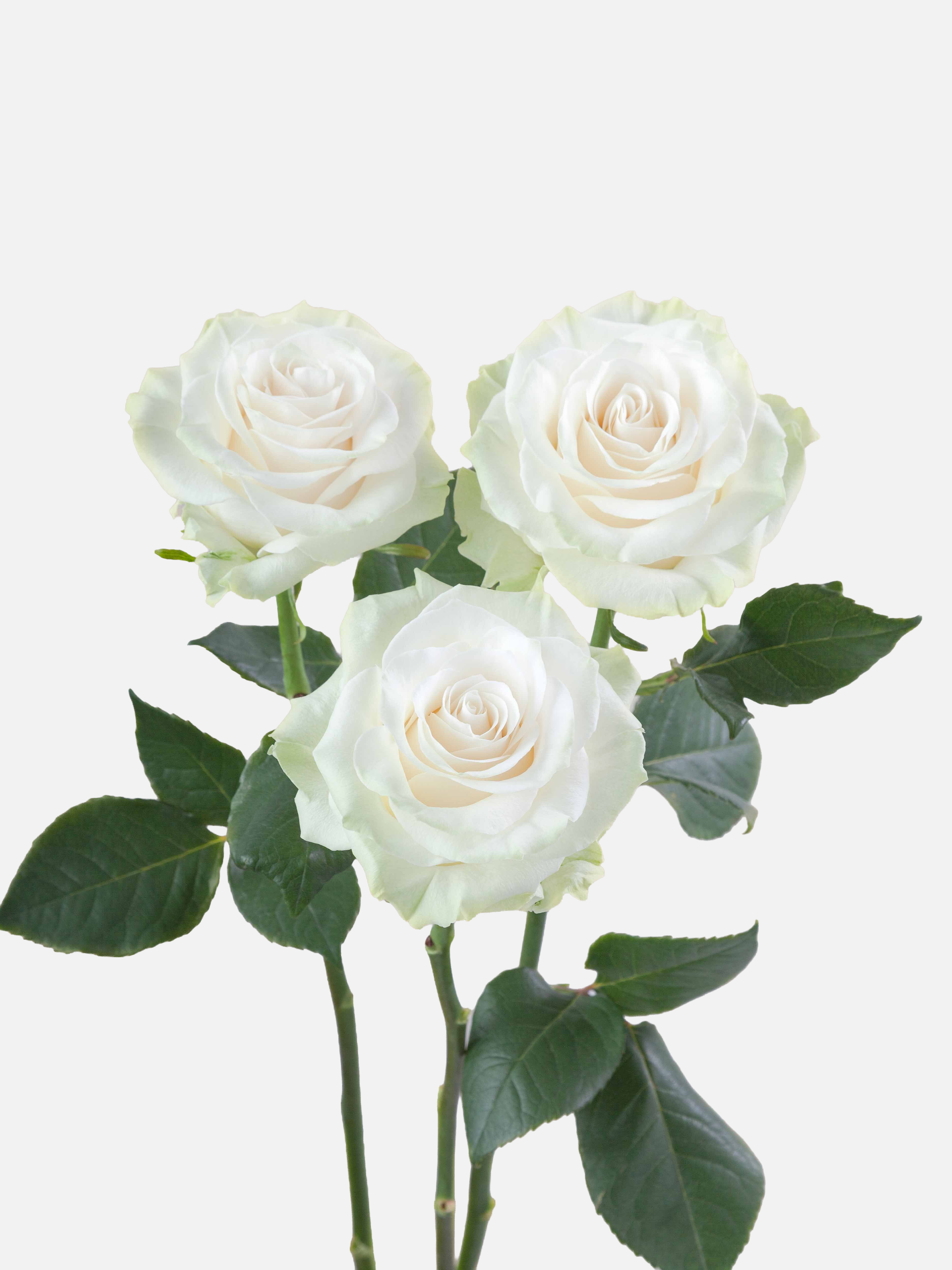 Mondial Rosas Blancas Largas