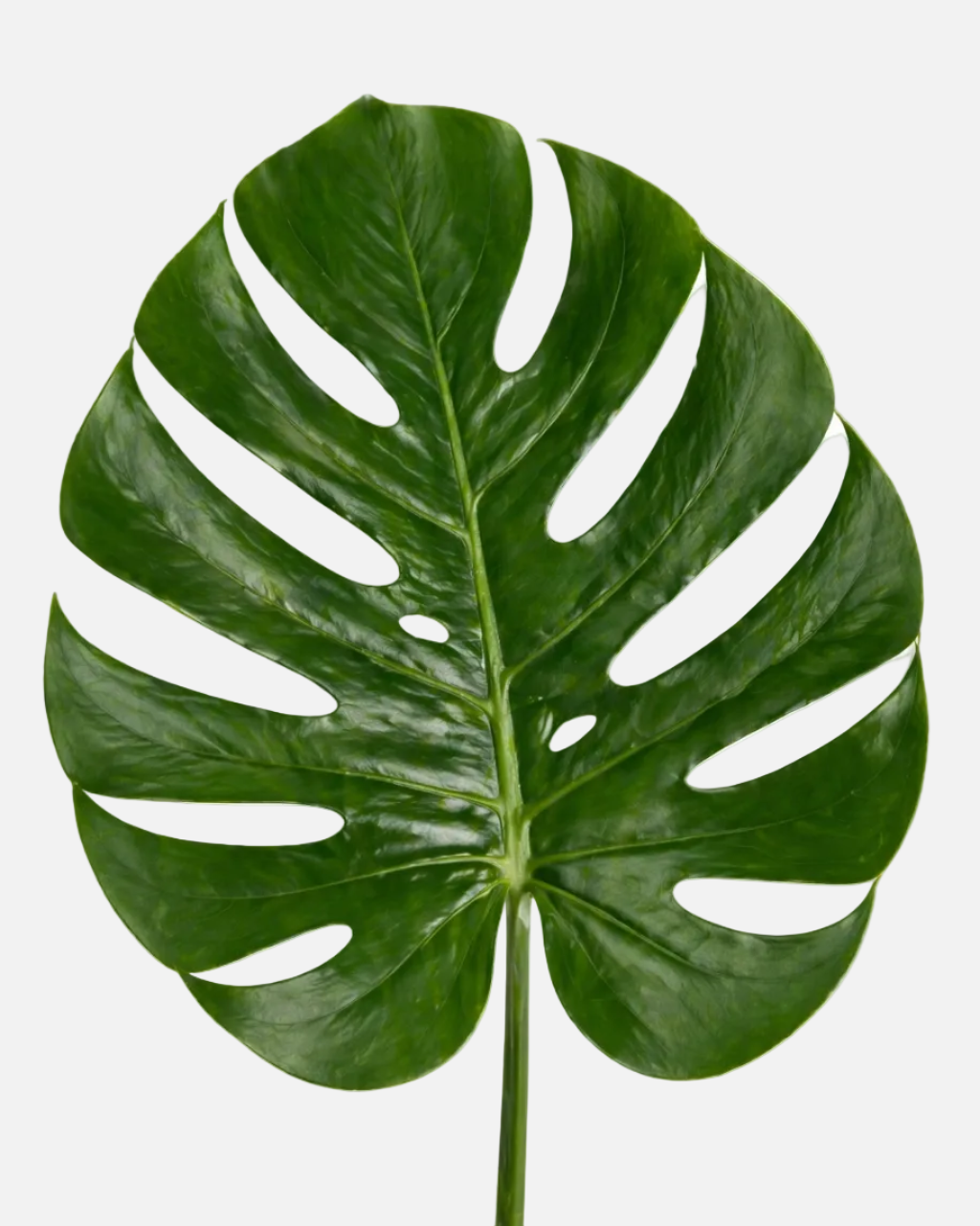 Monstera Large