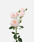 Spray Roses Peach