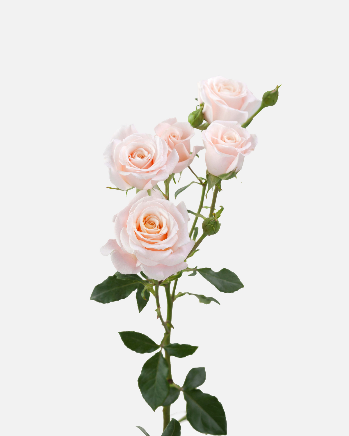 Spray Roses Peach