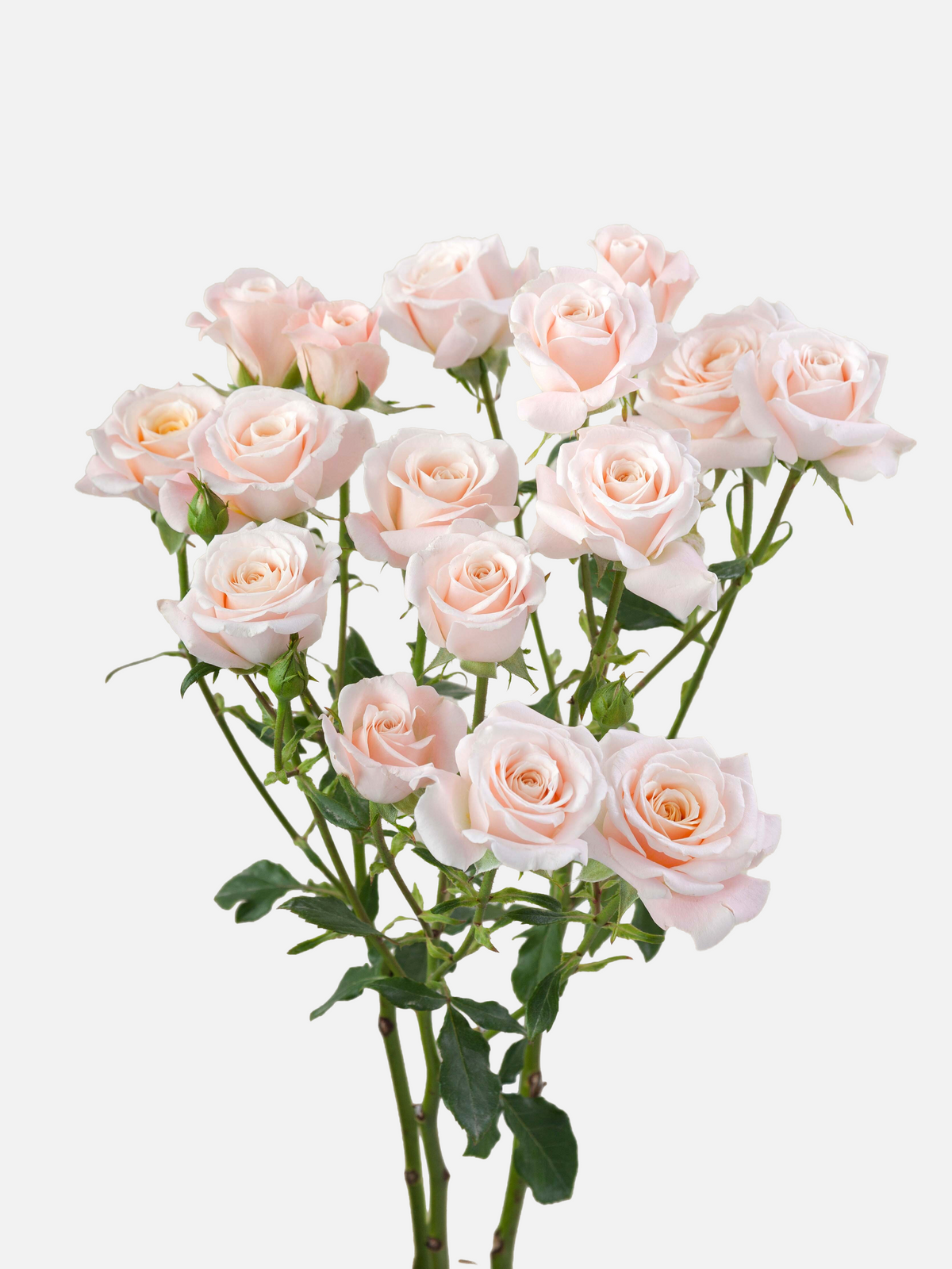Spray Roses Peach