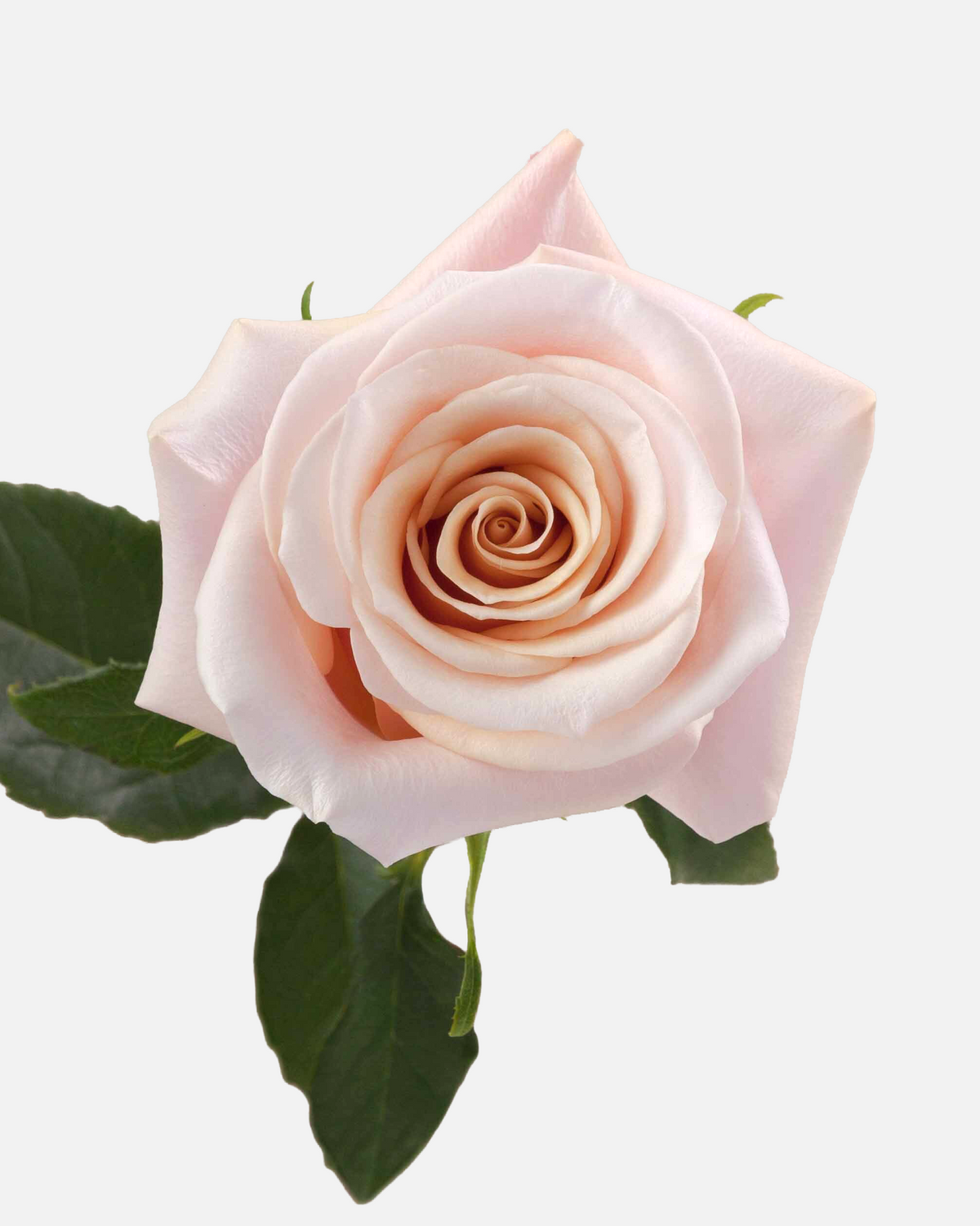 Mother of Pearl Roses Peach Long