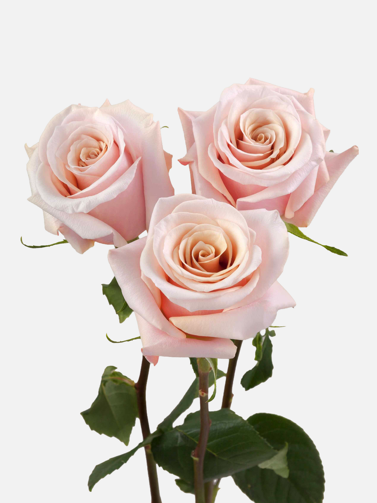 Mother of Pearl Roses Peach Long