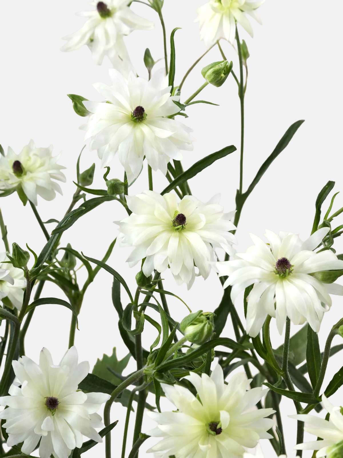 Ranunculus Moderna Galaxy White