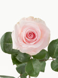Novia Rosas Rosa Corto