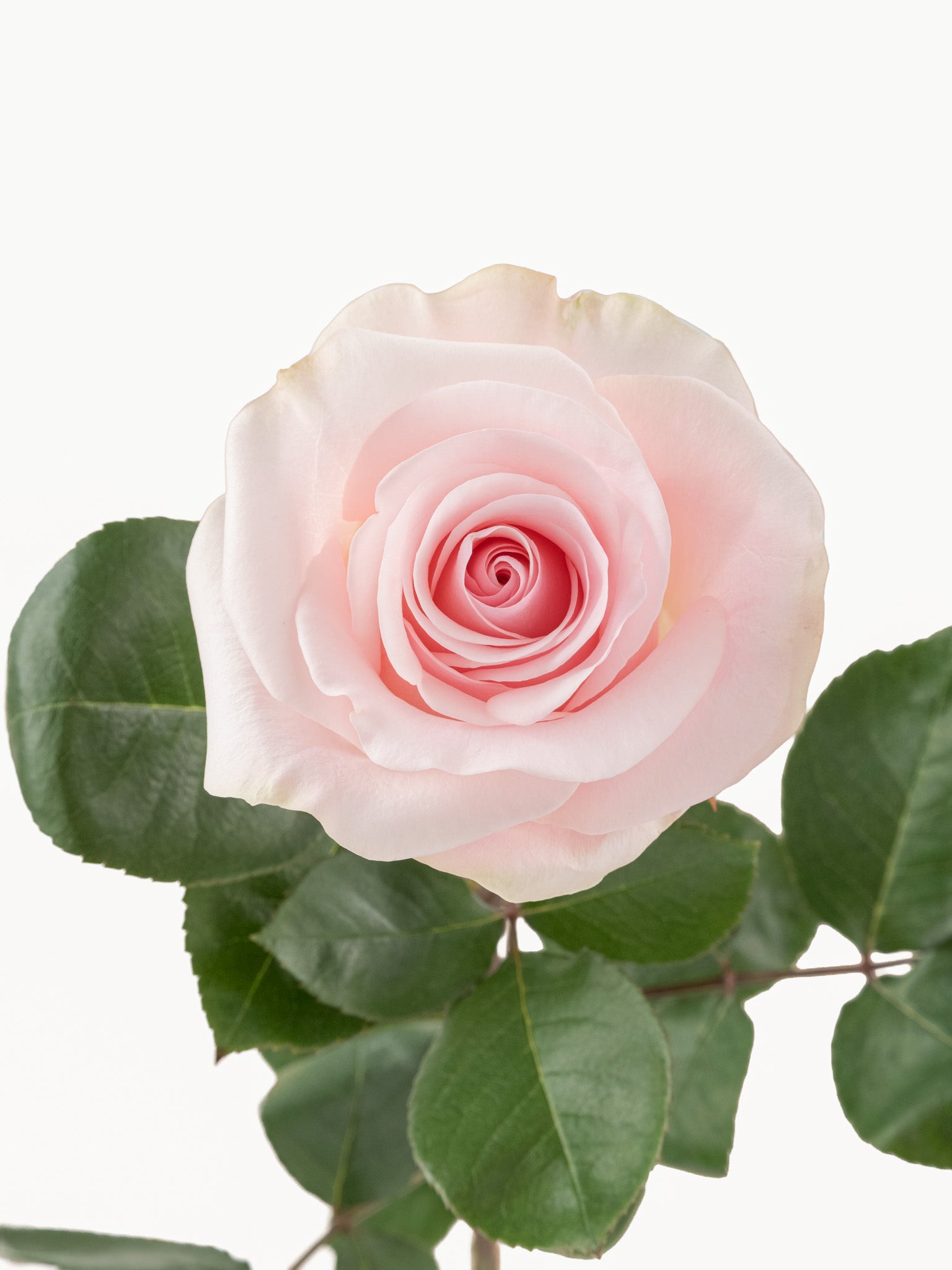 Novia Rosas Rosa Corto