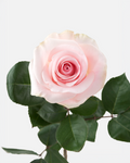Novia Roses Short