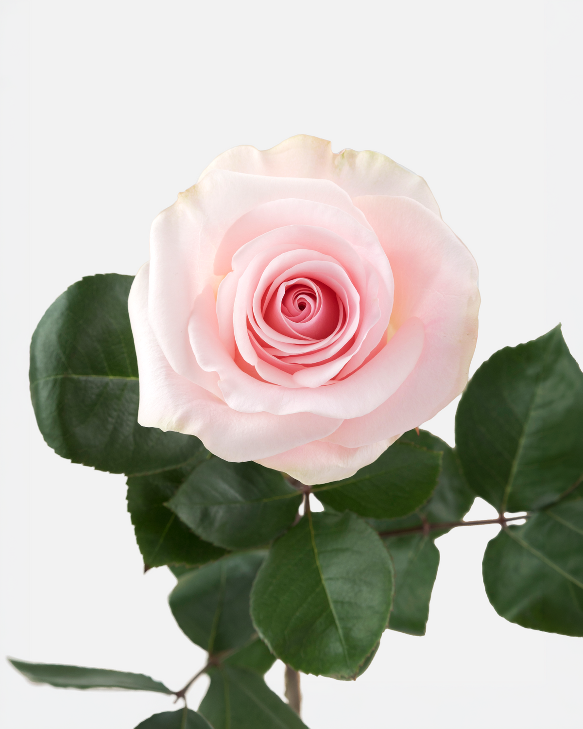 Novia Roses Short