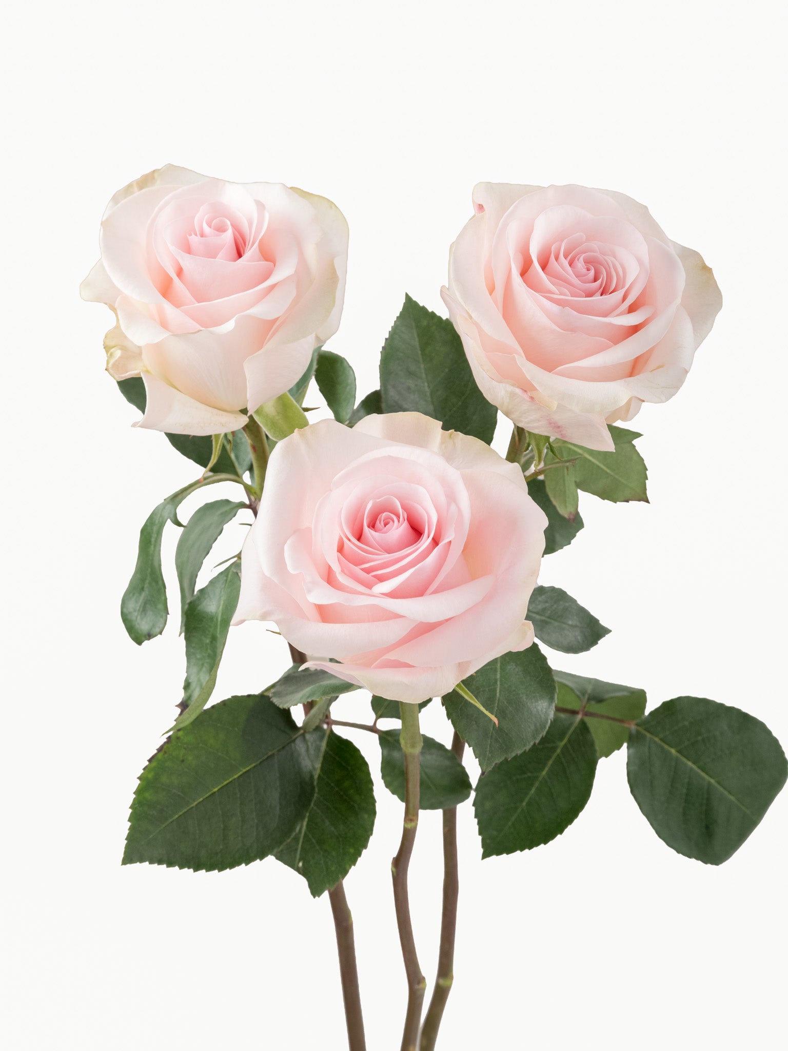 Novia Rosas Rosa Corto