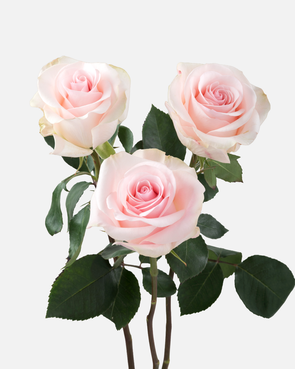 Novia Roses Short
