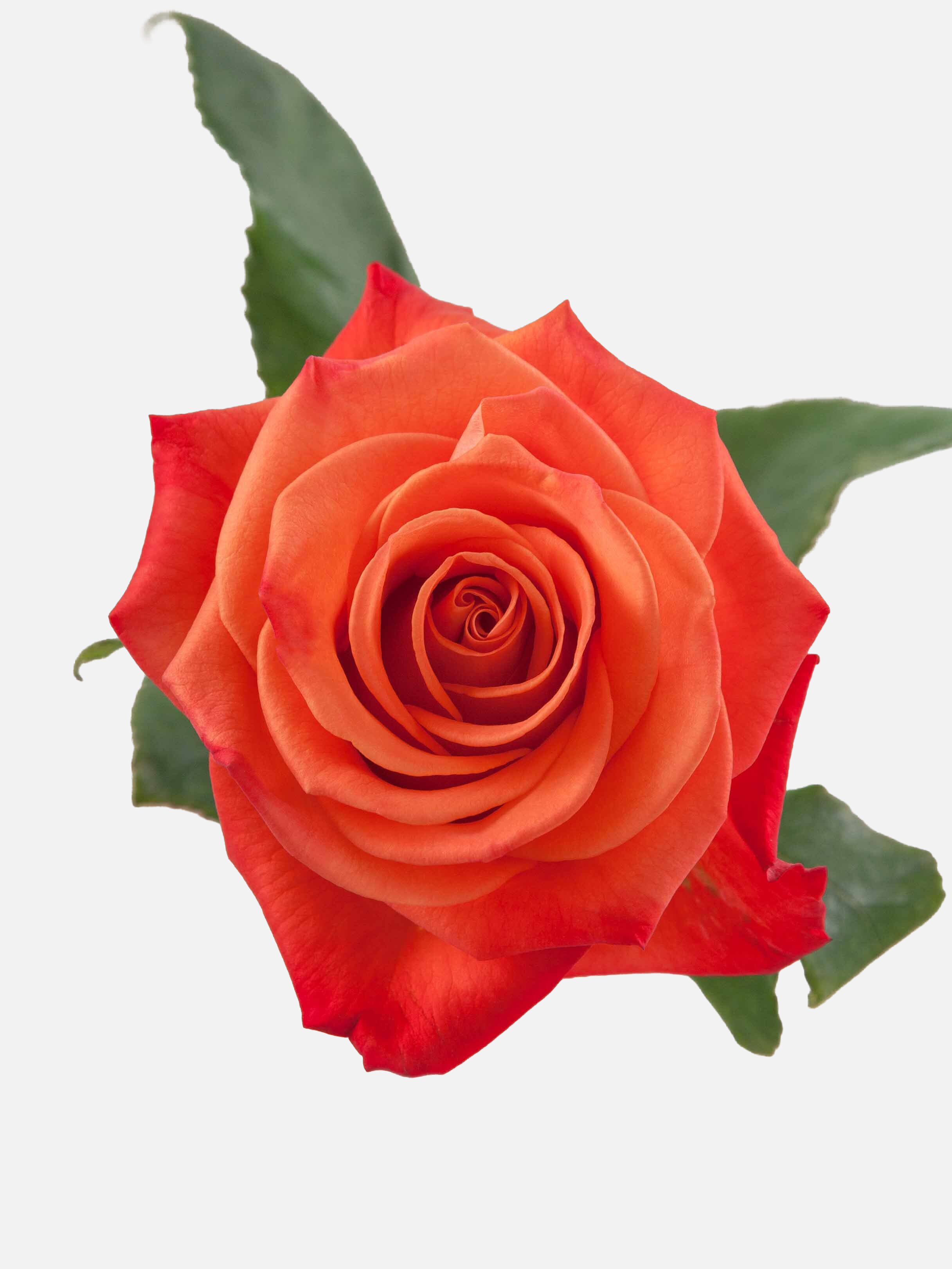Orange Crush Roses Short