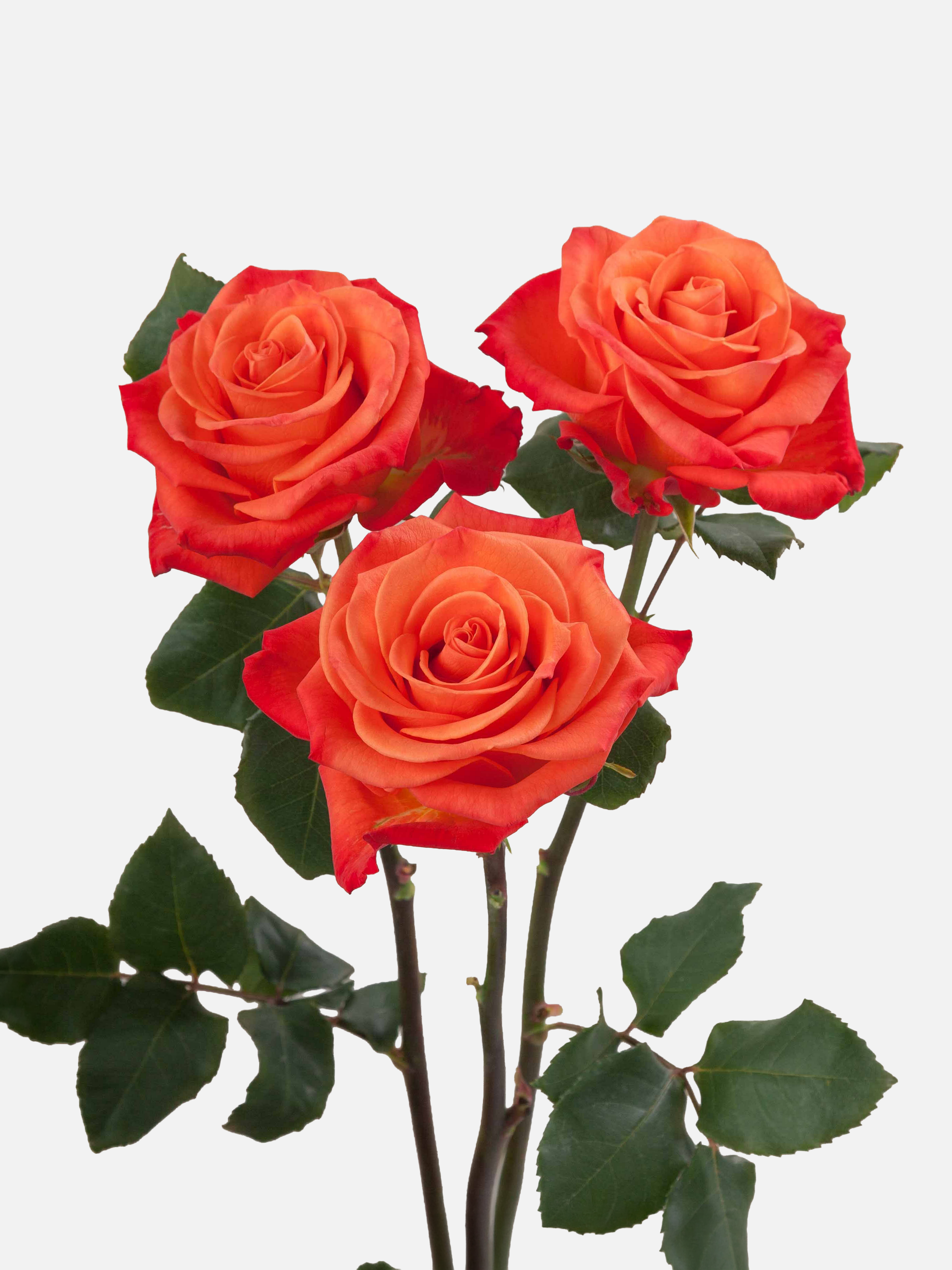 Orange Crush Roses Short