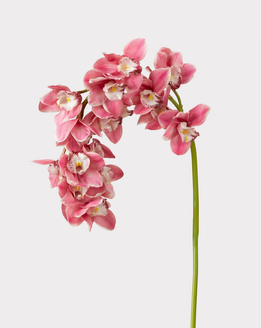 Cymbidium rosa