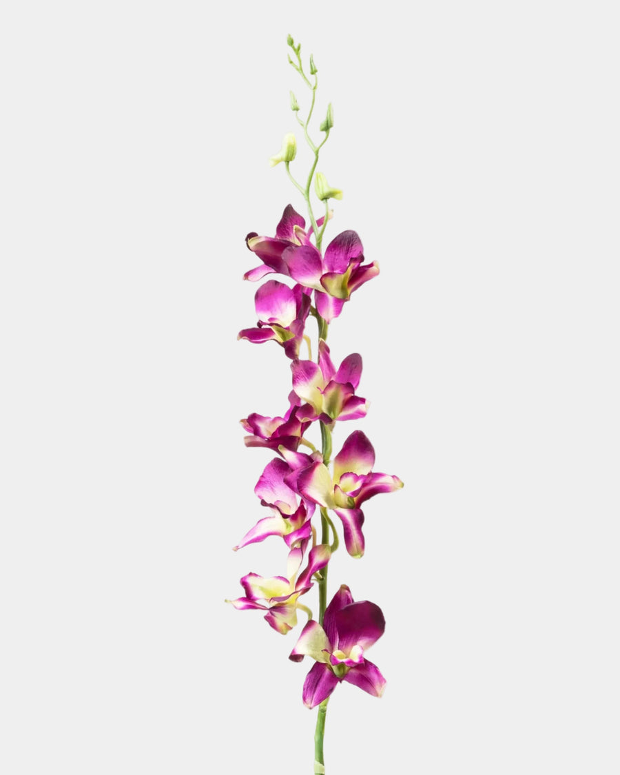 Dendrobium variegado