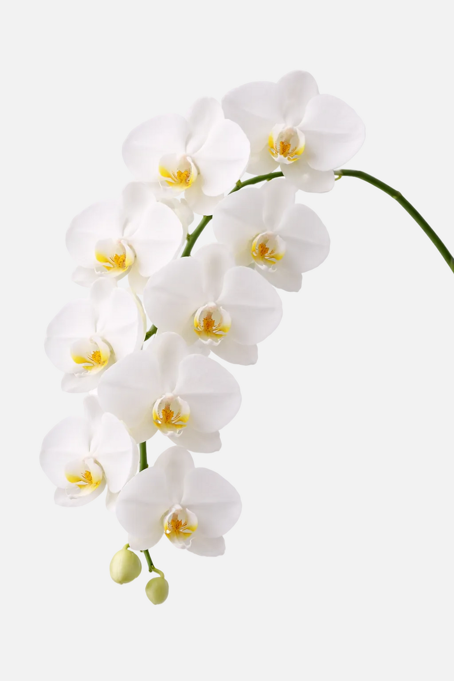 Phalaenopsis Blanca