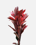 Photinia red Leaves