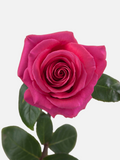 Rosas Pink Floyd Rosa Fuerte Corto