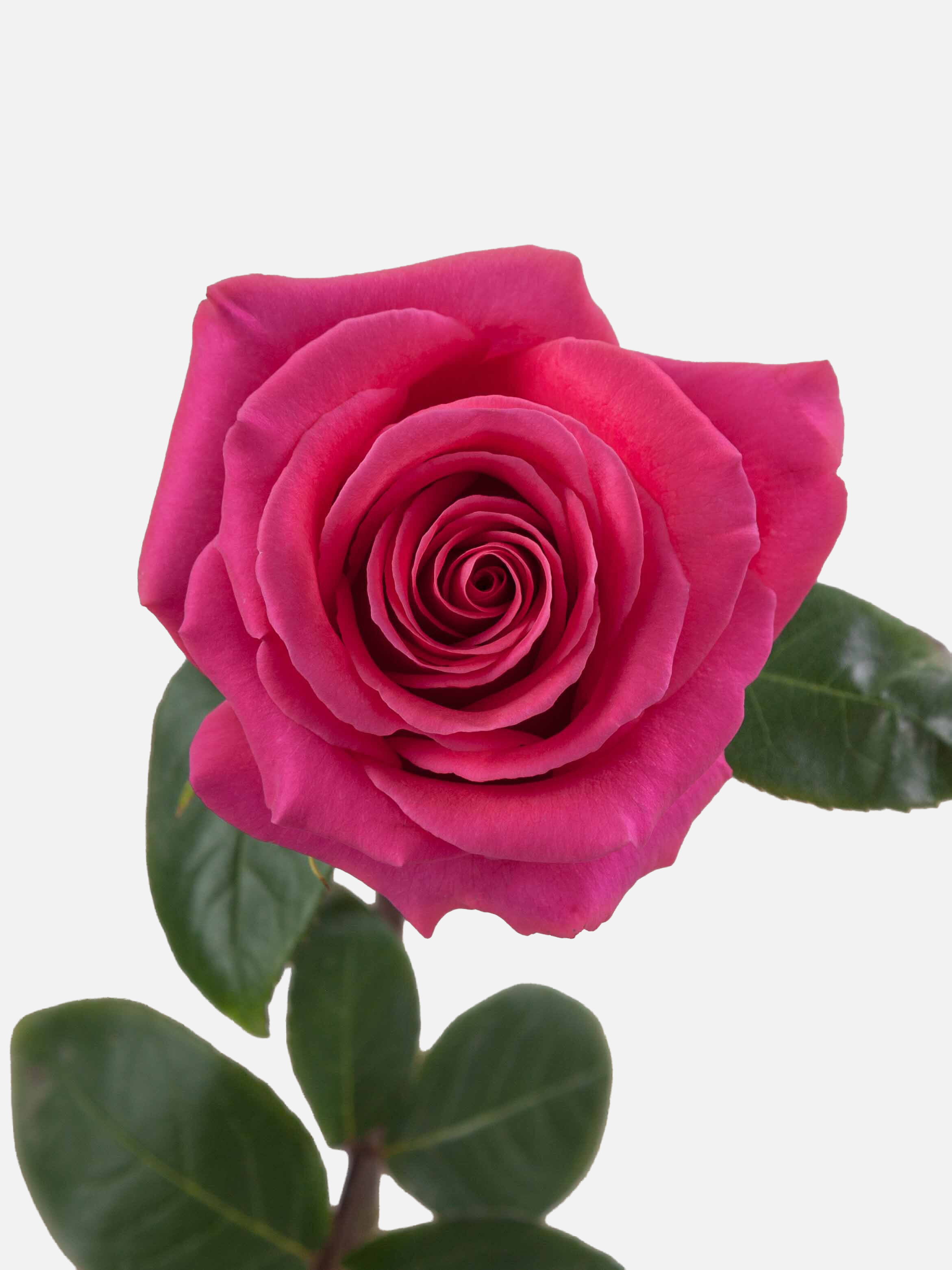Rosa larga de Pink Floyd
