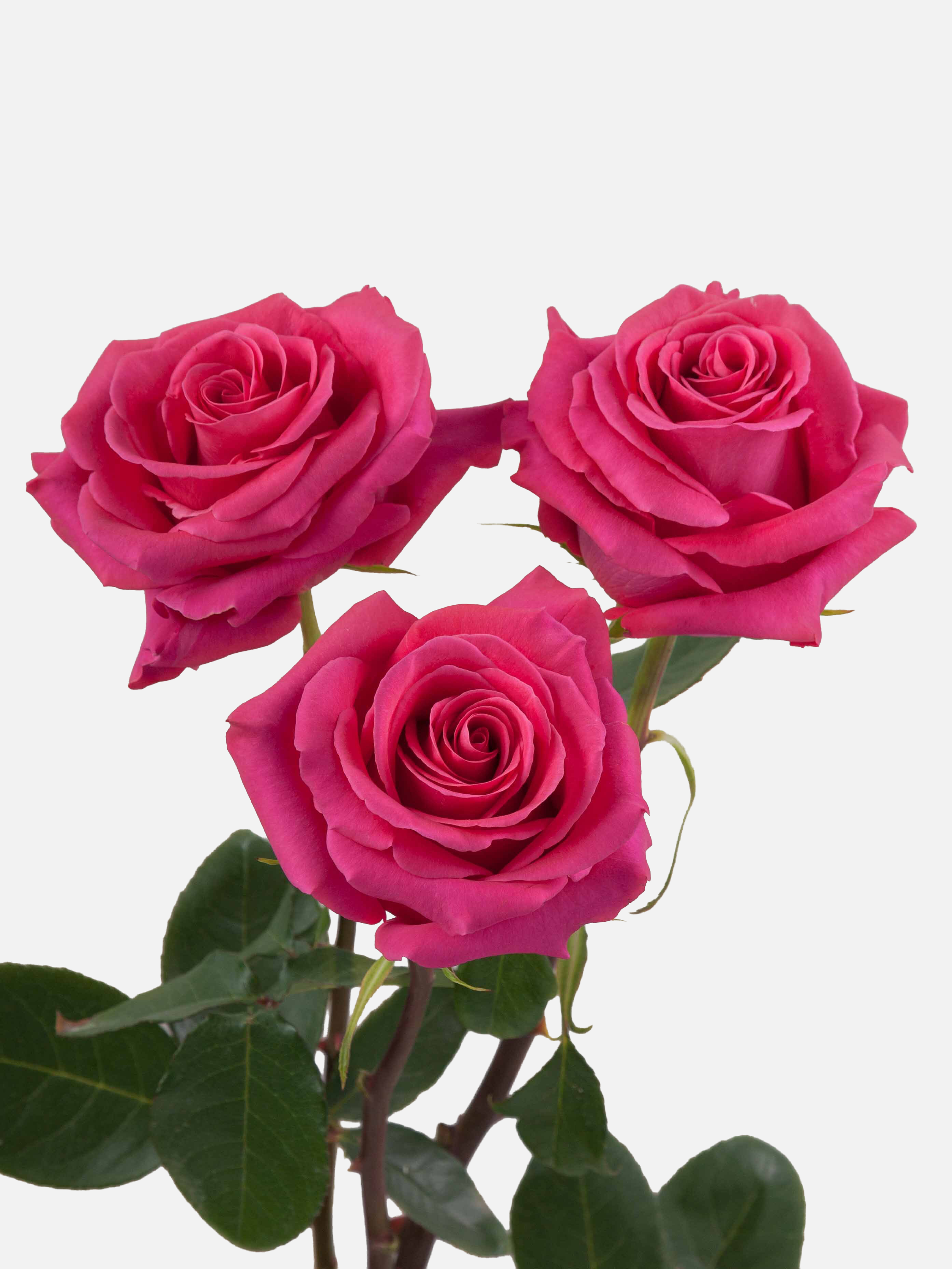 Rosa larga de Pink Floyd
