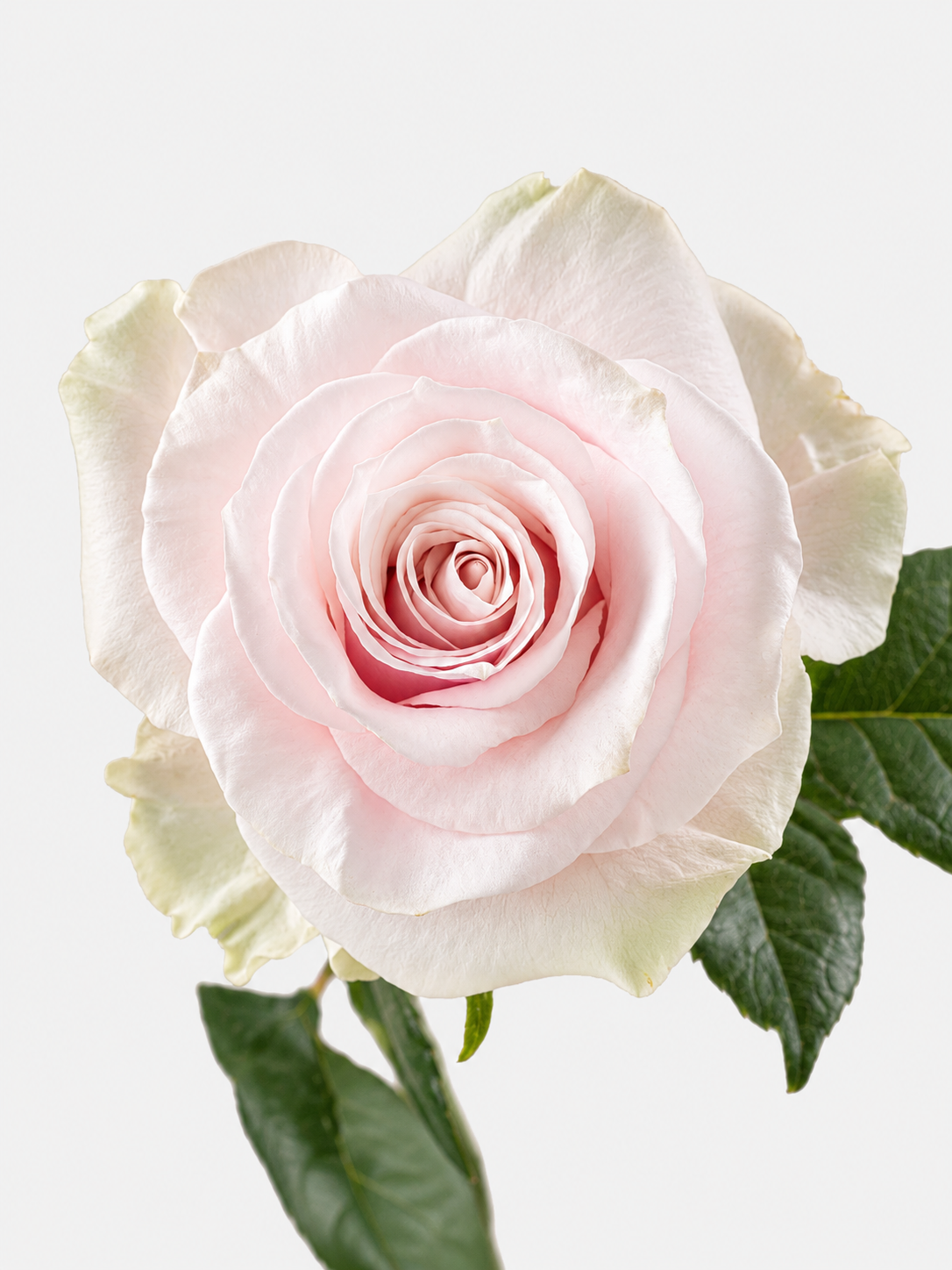 Mondial Rosas Rosa Corta
