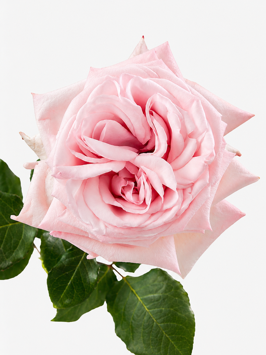Rosas de jardín Pink O'hara de tallo largo