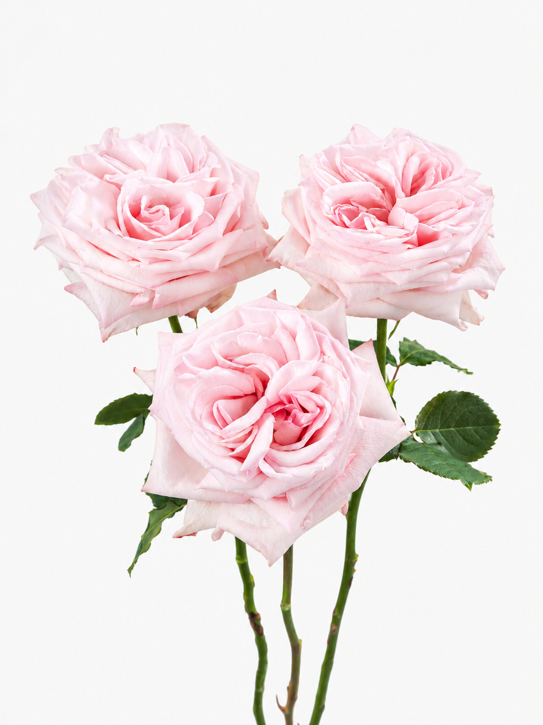 Pink O'hara Garden Roses Short