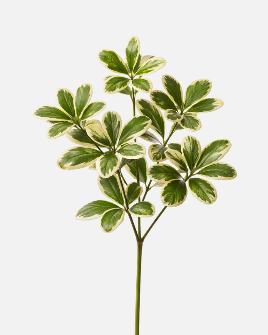Pittosporum Variegado