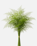 Plumosas Fern