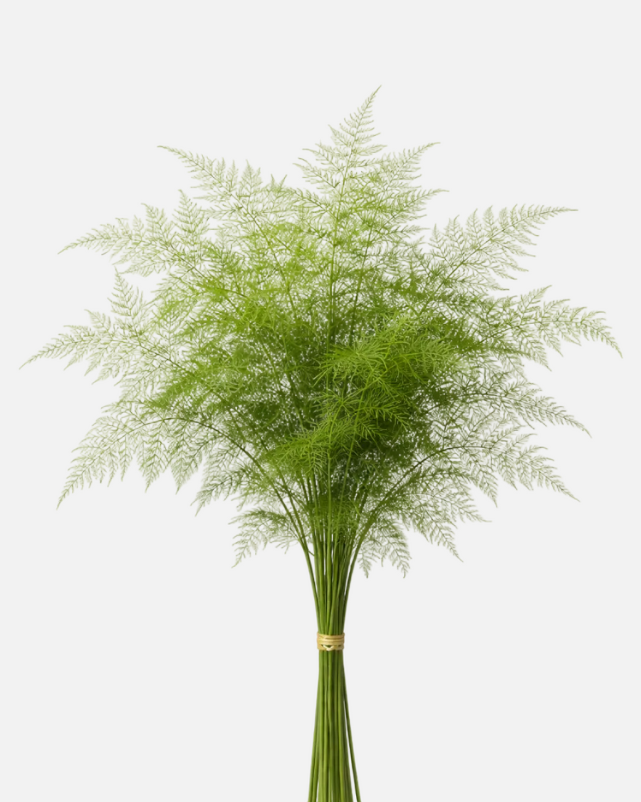 Plumosas Fern