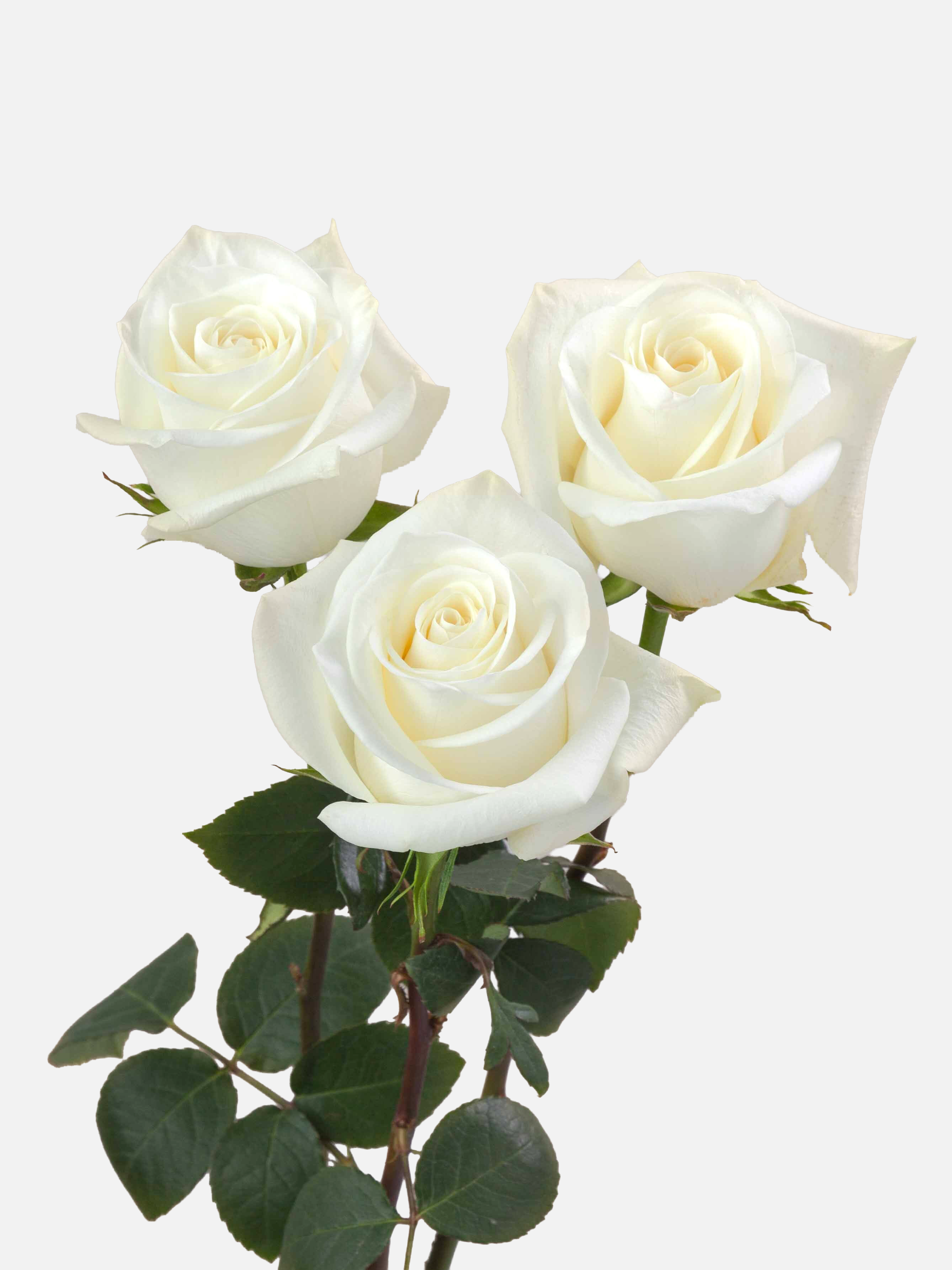 Polar Star Roses White Short
