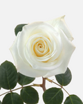 Polar Star Roses White Long