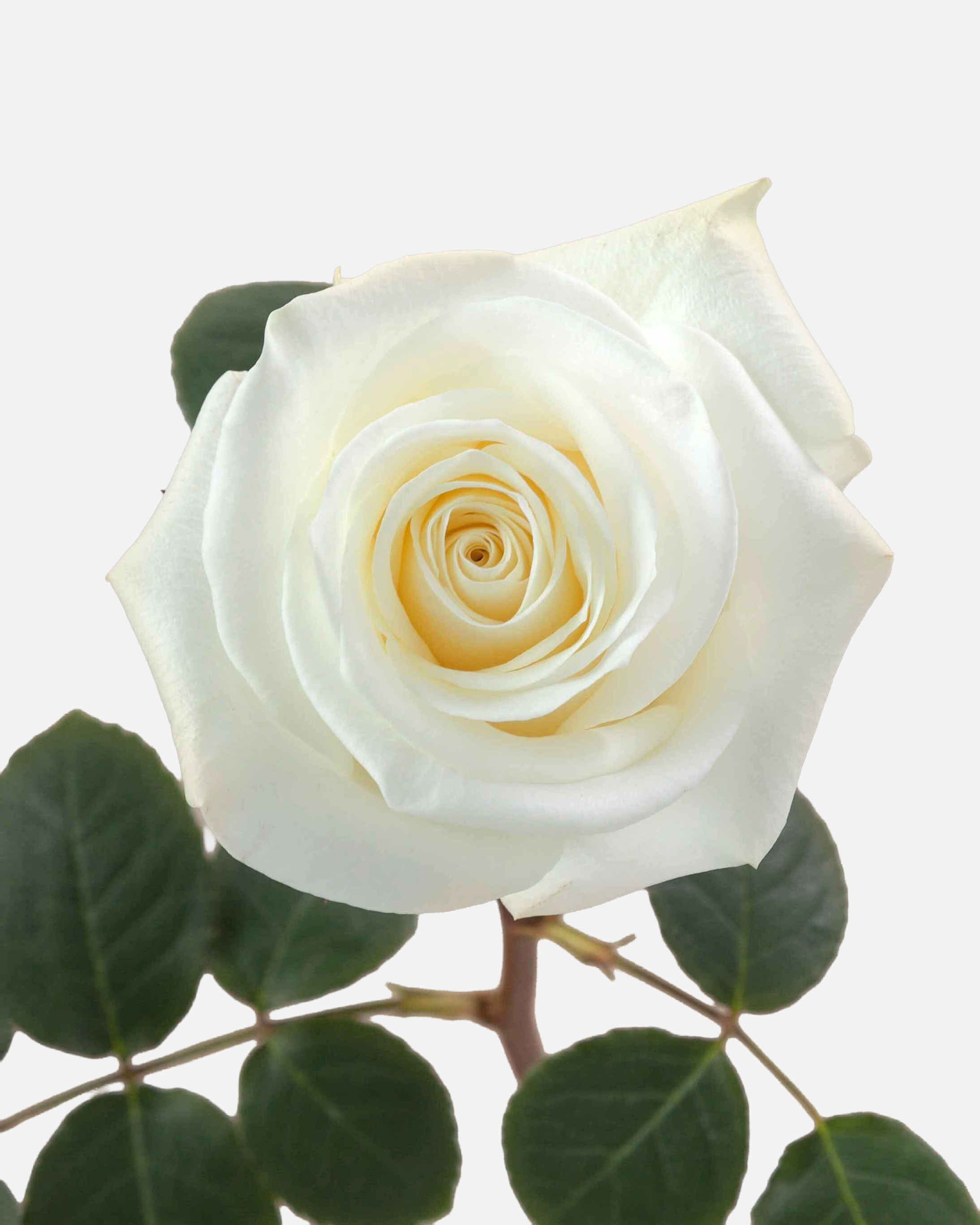 Polar Star Roses White Short