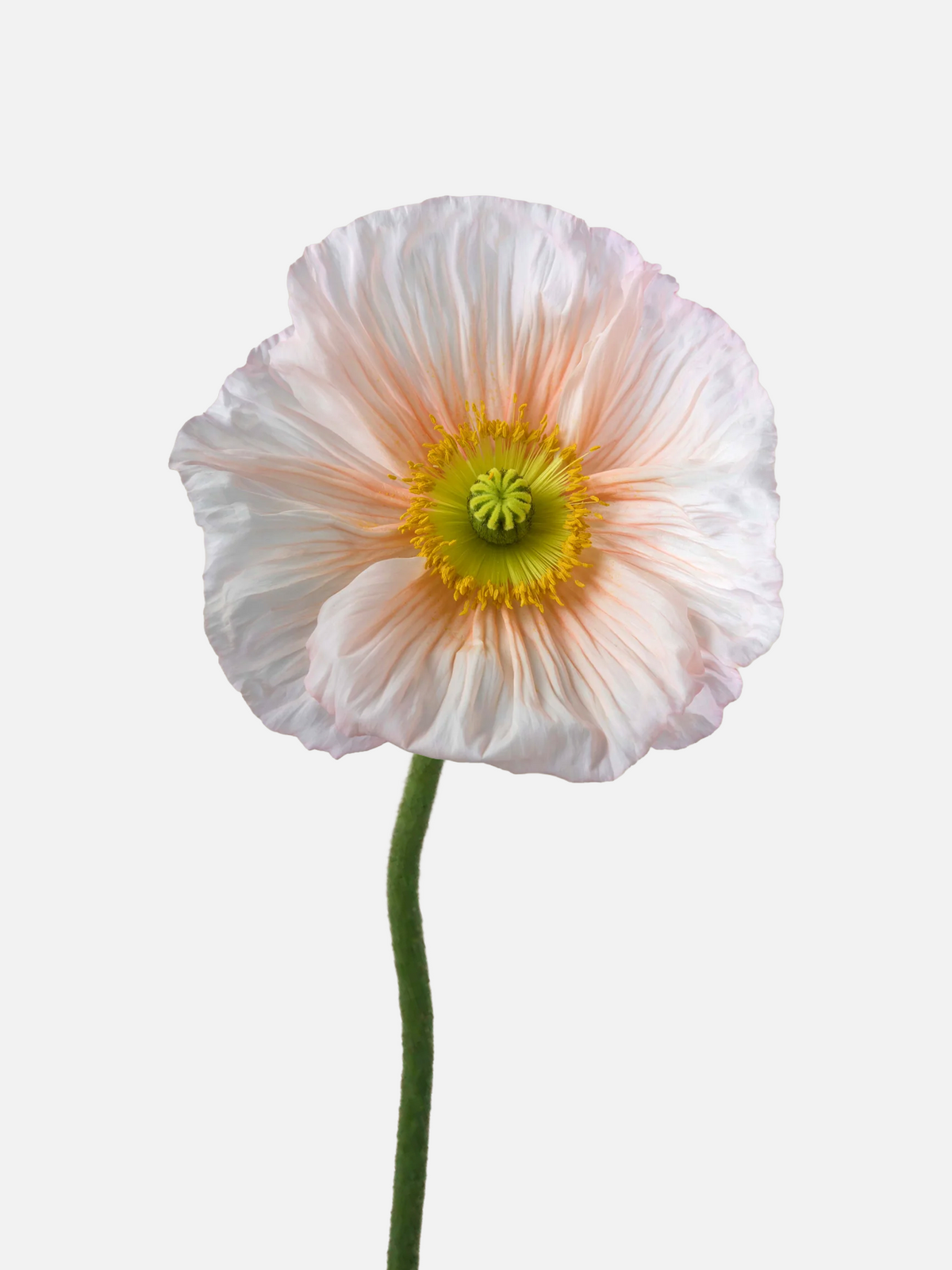 Poppies Blush Pink