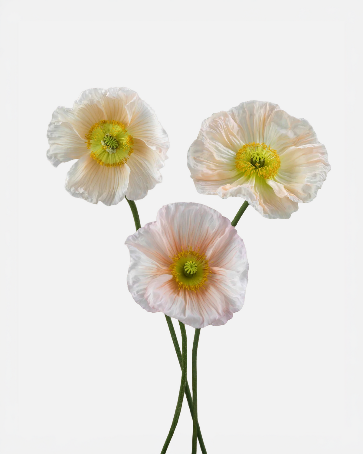 Poppies Blush Pink