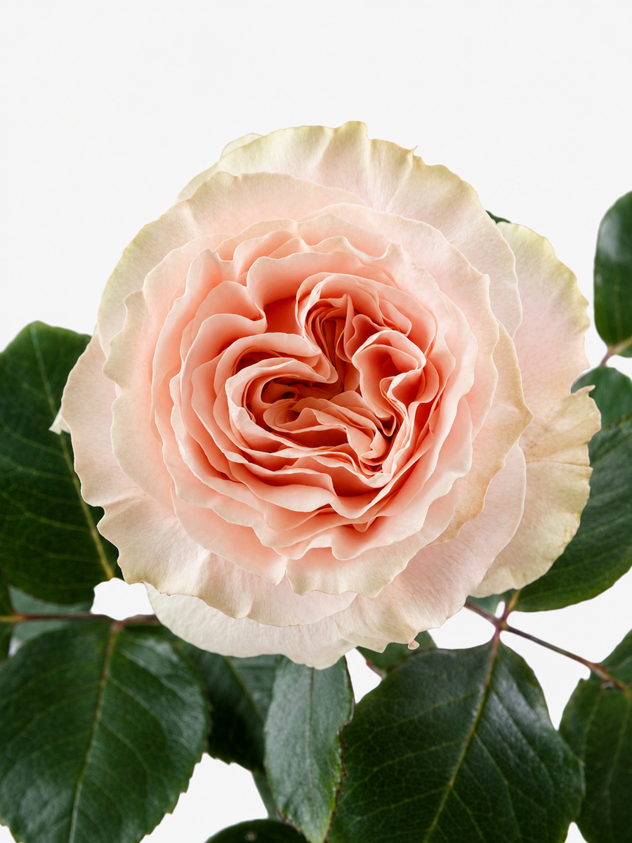 Princess Crown Roses Long