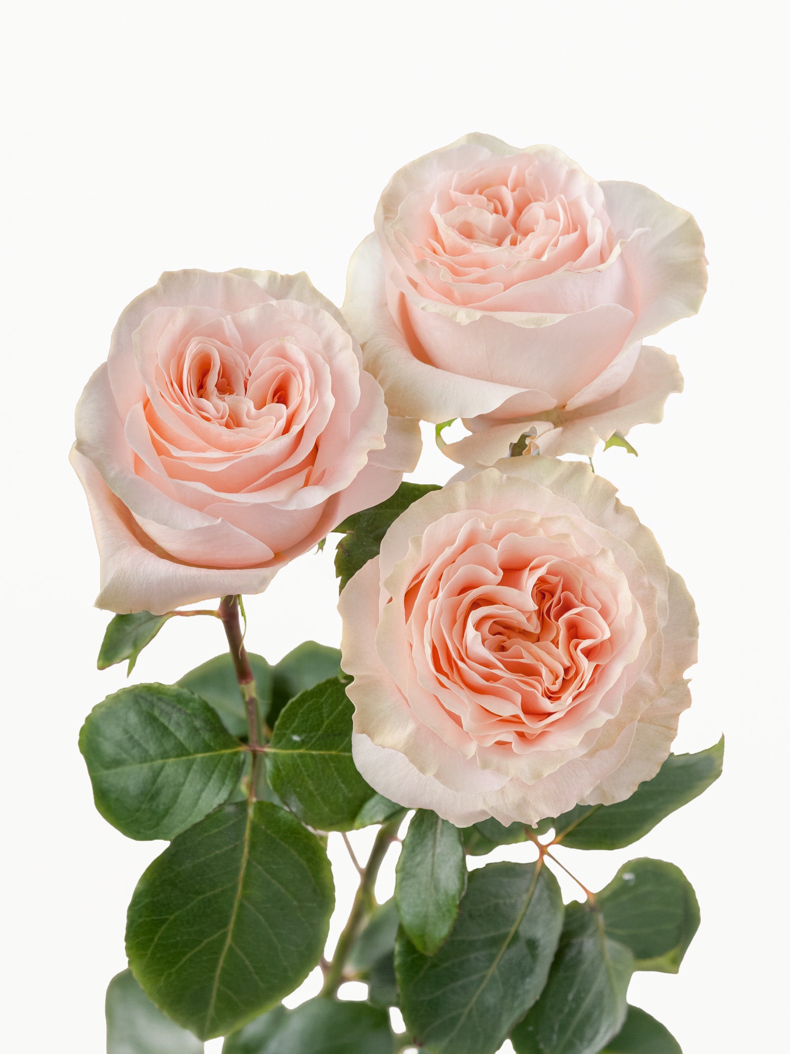 Princess Crown Roses Short