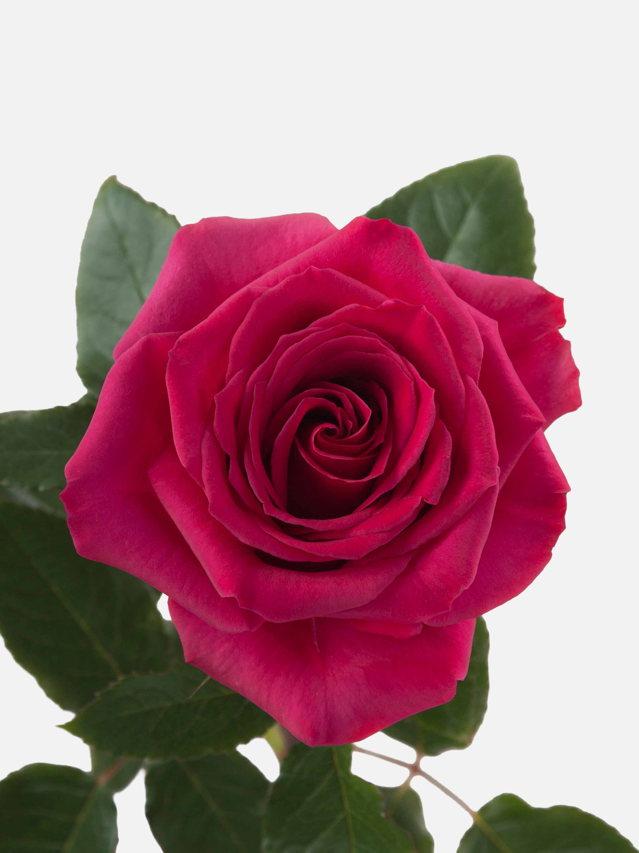 Rosas largas Queen Berry