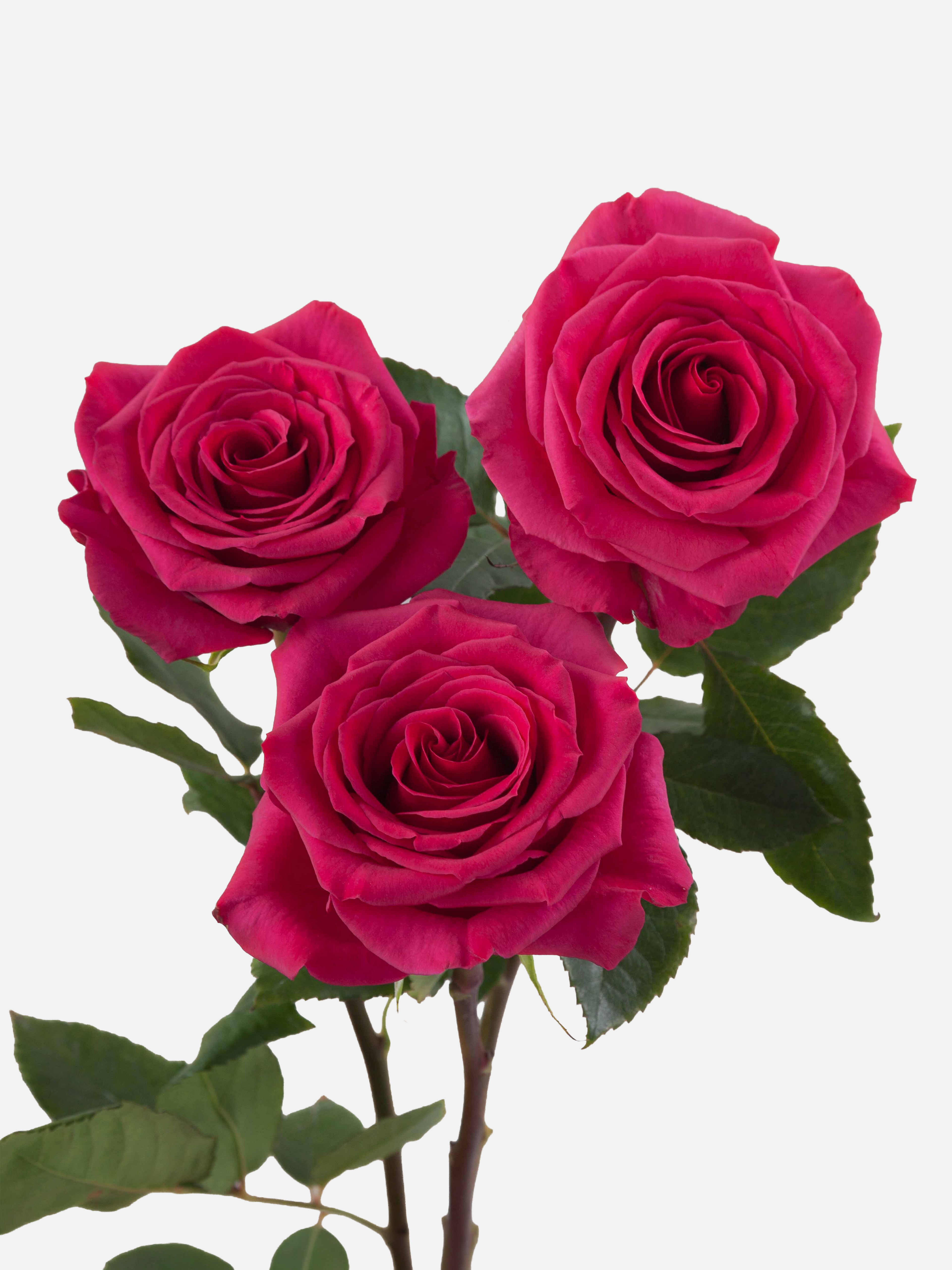 Rosas largas Queen Berry