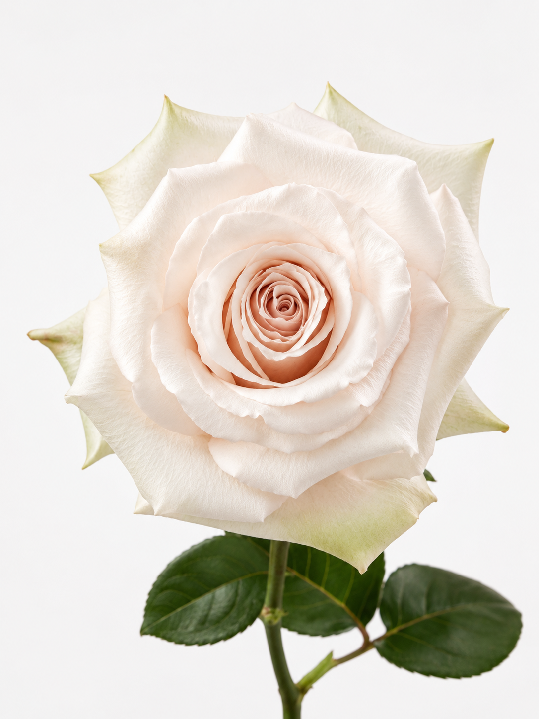 Rosas Quicksand Larga