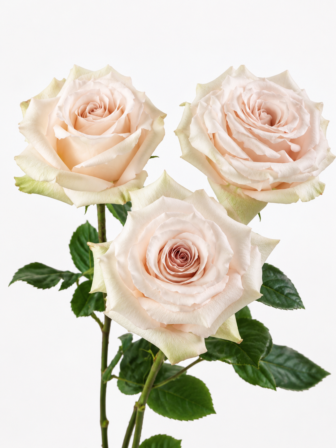 Rosas Quicksand Larga