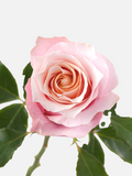Flamingo Roses Pink Short