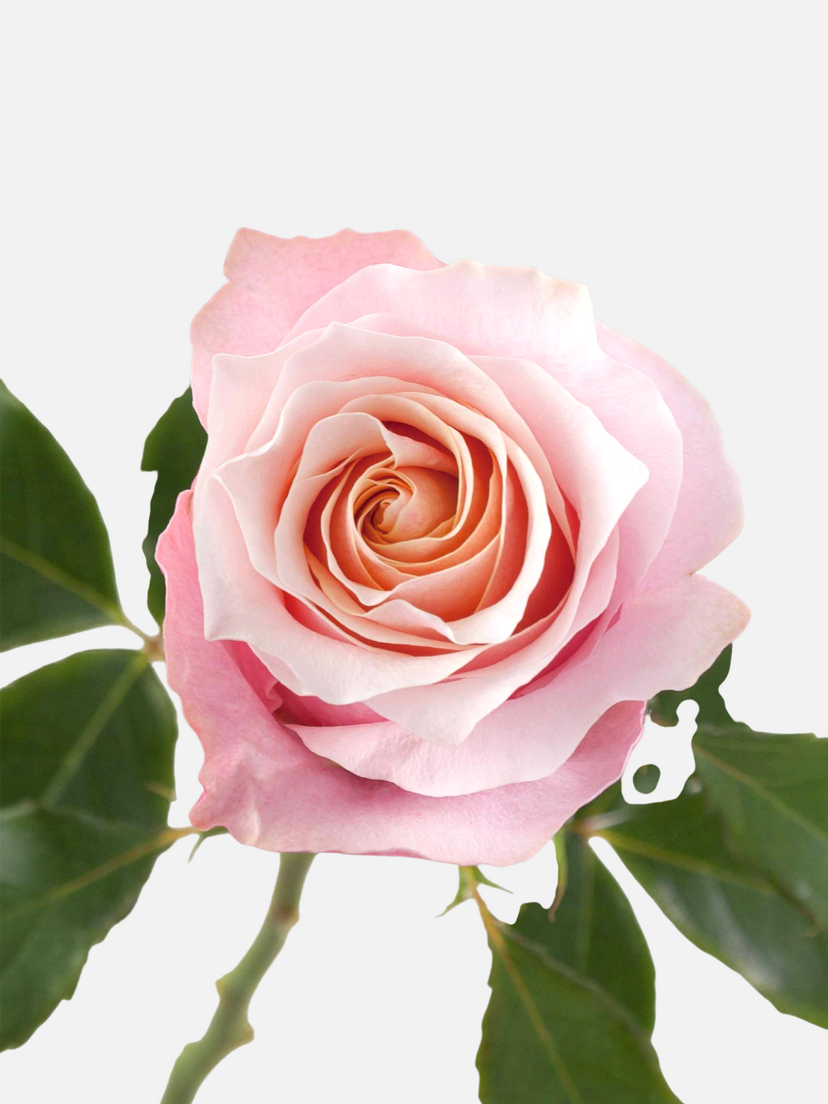 Flamingo Roses Pink Short