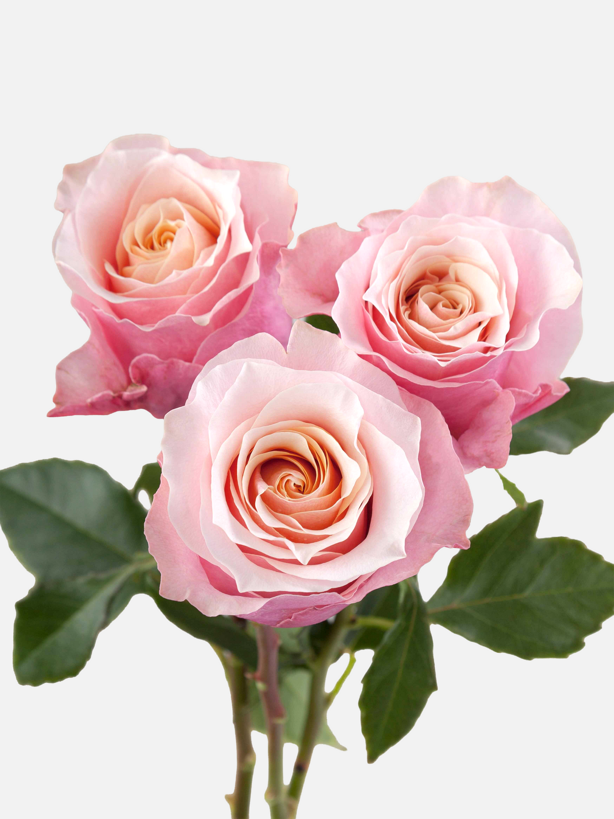 Flamingo Roses Pink Short