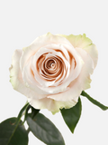 Lady Eva Roses Long