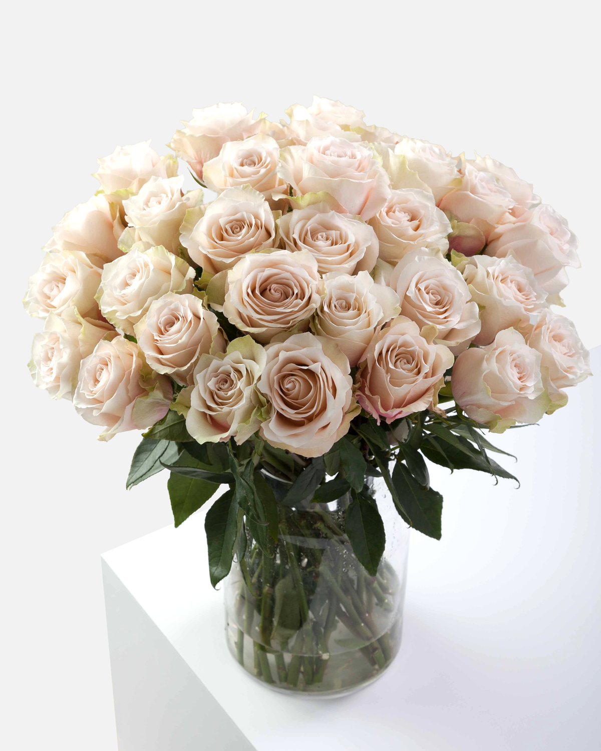 Lady Eva Roses Long