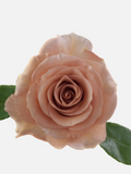Moab Roses Long