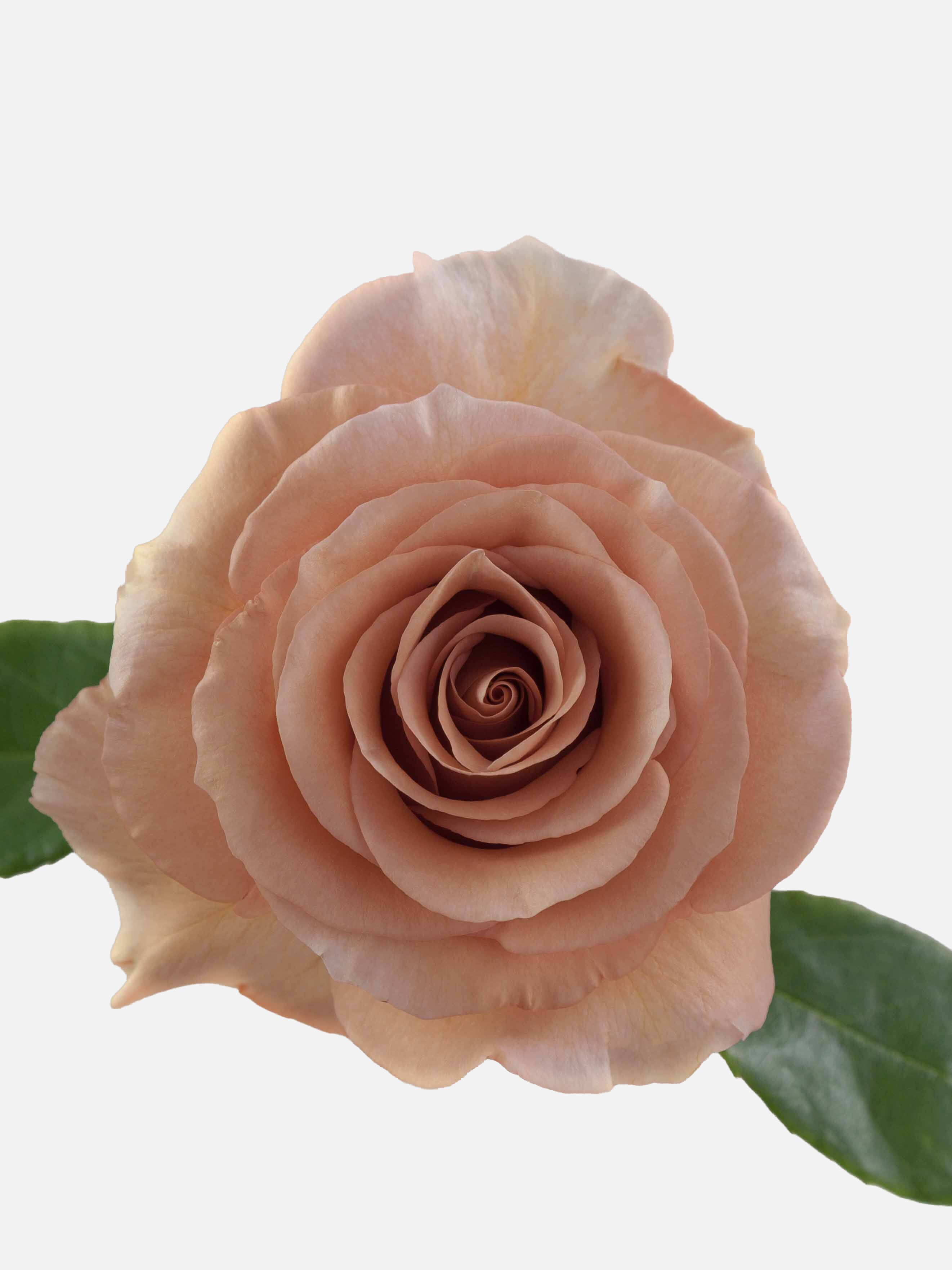 Moab Roses Long