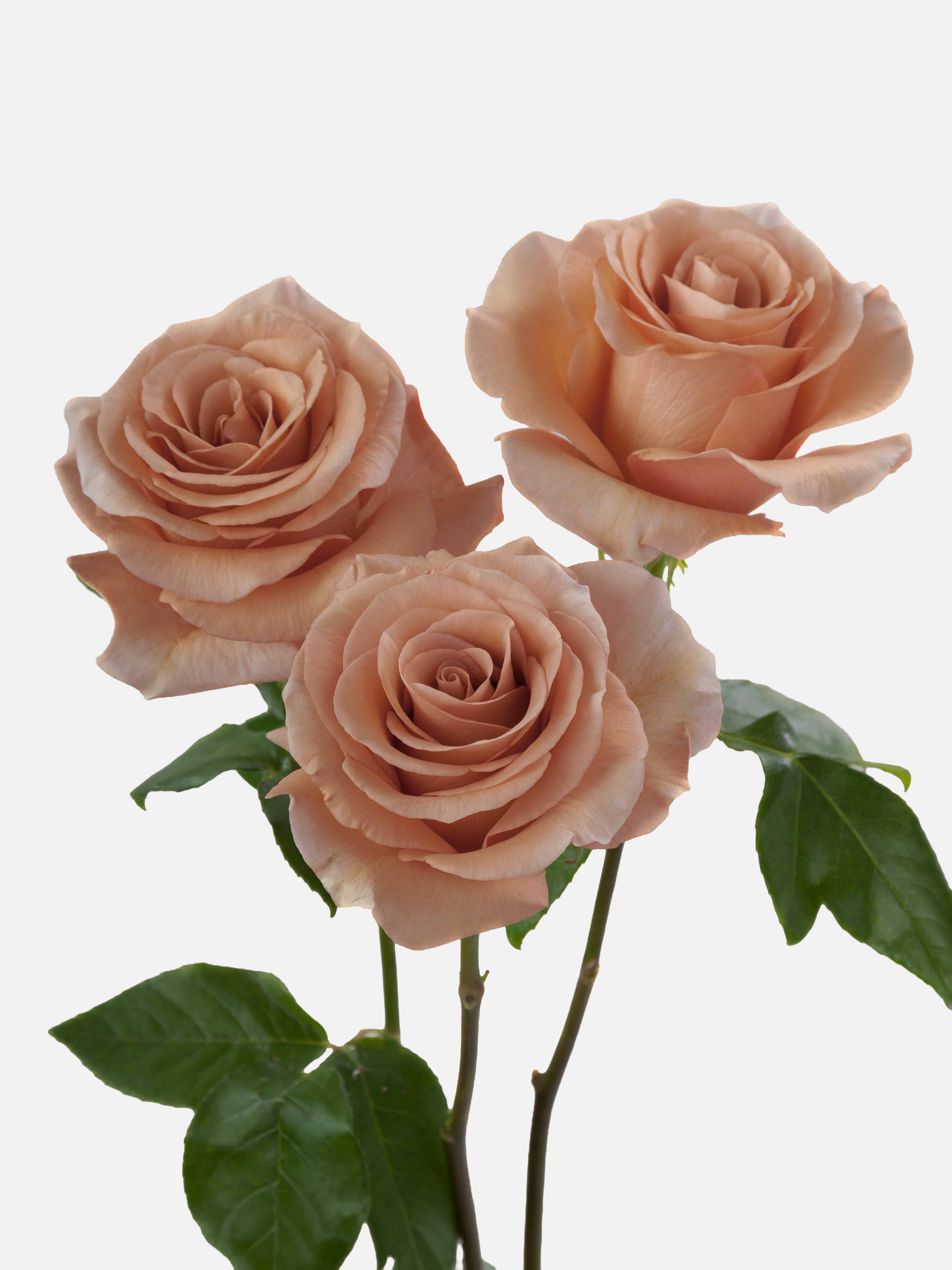 Moab Roses Long