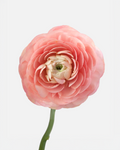 Ranunculus Peach