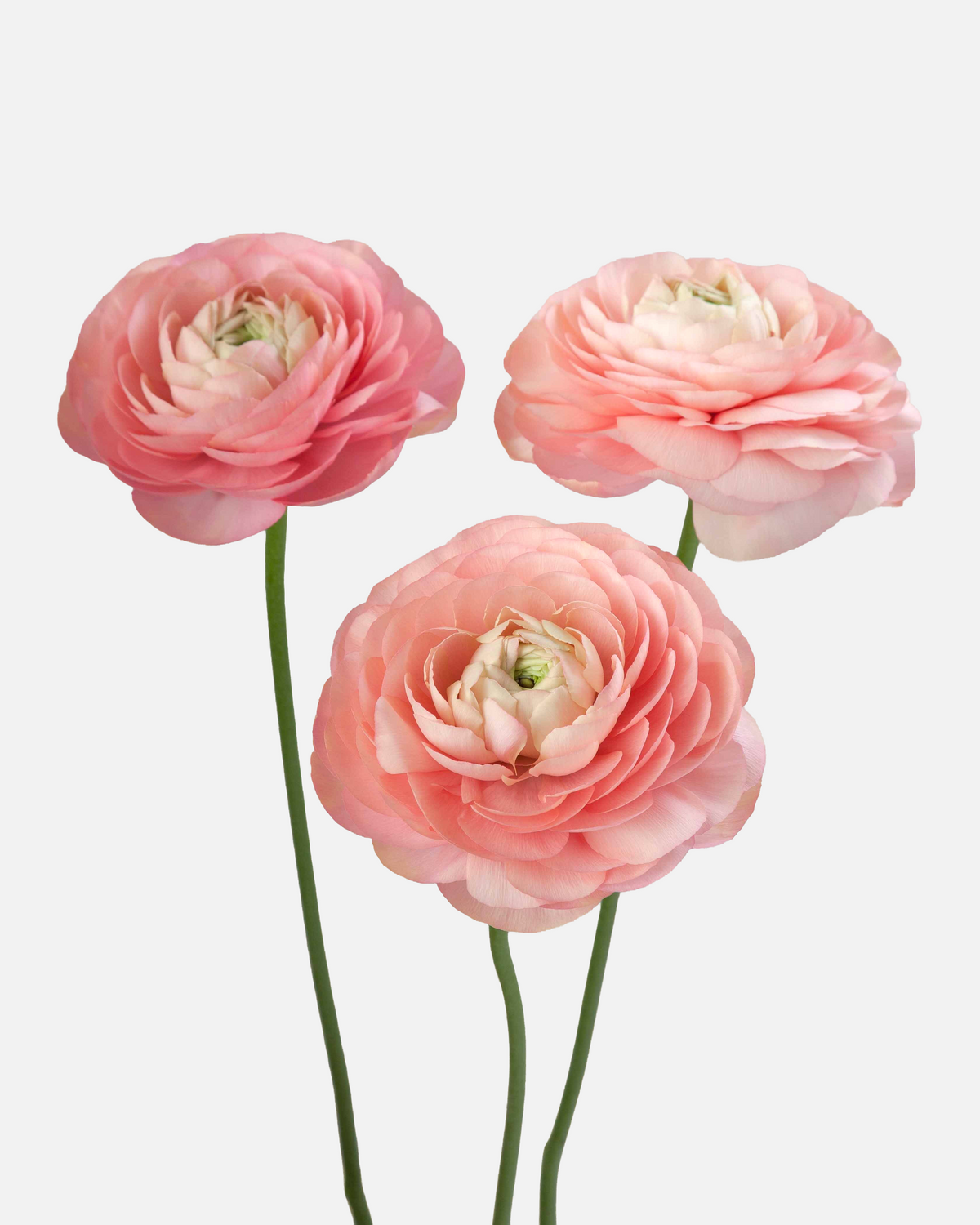 Ranunculus Peach